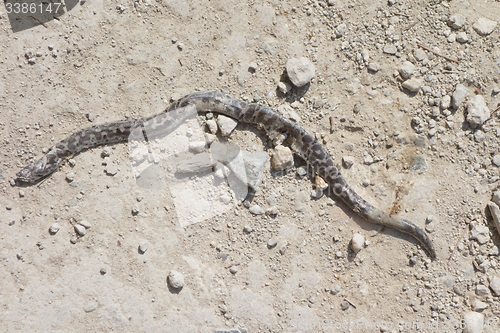 Image of dead snake