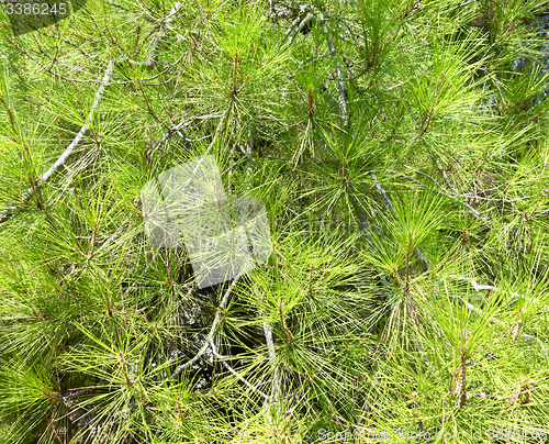 Image of Mediterranean pine