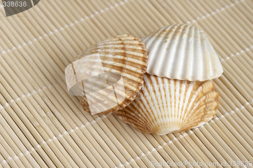 Image of Shells