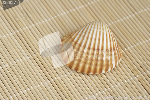 Image of shell