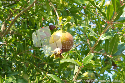 Image of pomegranate