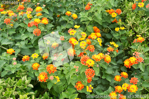 Image of flower bed