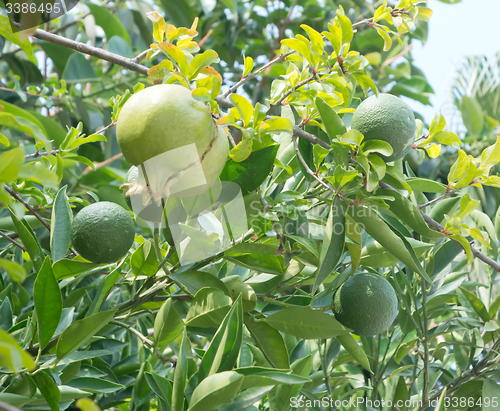 Image of unripe pomegranate