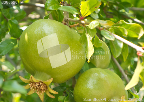 Image of unripe pomegranate