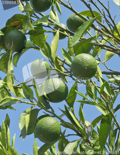Image of unripe oranges