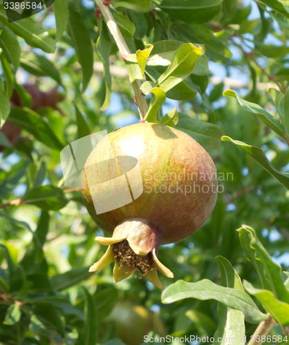 Image of unripe pomegranate