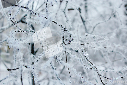 Image of hoarfrost on the branches of trees