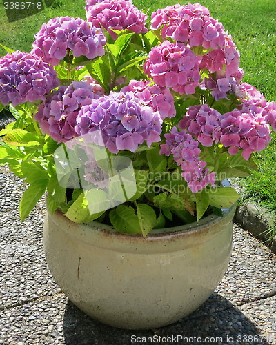 Image of Hydrangea