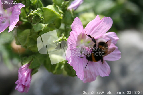 Image of Bumble bee in flower
