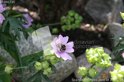 Image of Bumble bee in flower