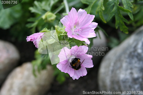 Image of Bumble bee in flower