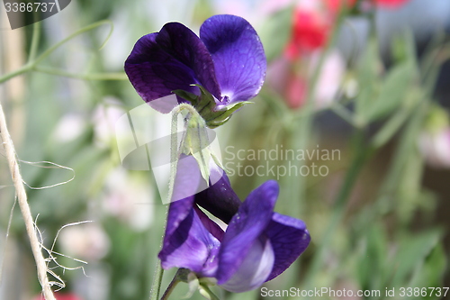 Image of Sweet peas