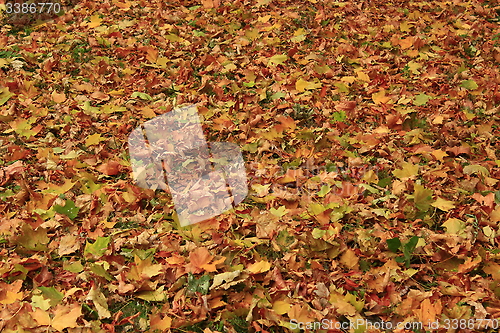 Image of yellow leaves in the Autumn park