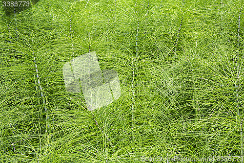 Image of Horsetail plants