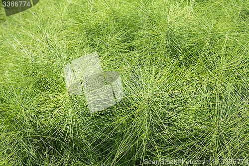 Image of Horsetail plants