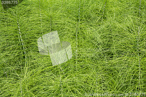 Image of Horsetail plants