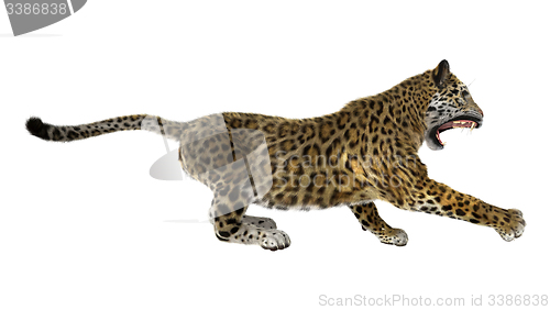 Image of Big Cat Jaguar