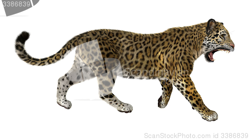 Image of Big Cat Jaguar