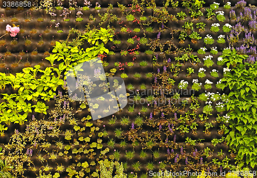 Image of Vertical Gardening