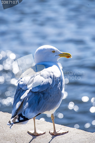 Image of Herring gull in backlighting