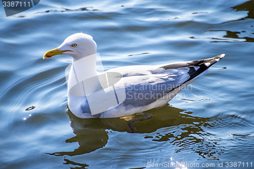 Image of Herring gull, Larus fuscus L.
