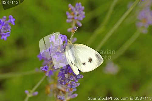 Image of cabbage butterfly on lavender flower