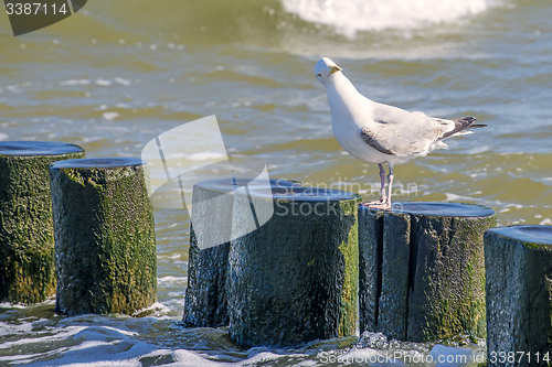 Image of Herring gulls in the breakwater