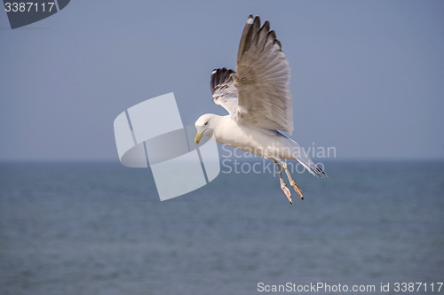 Image of Herring gull, Larus fuscus L. flying