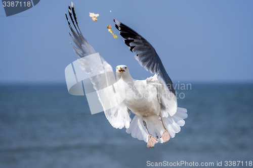 Image of Herring gull, Larus fuscus L. flying