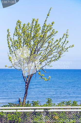 Image of Tree at the Baltic Sea