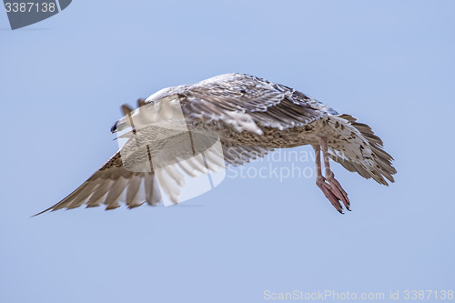 Image of Herring gull, Larus fuscus L. flying