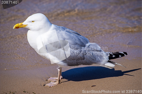 Image of Herring gull, Larus fuscus L.