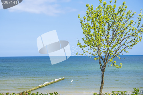 Image of Tree at the Baltic Sea