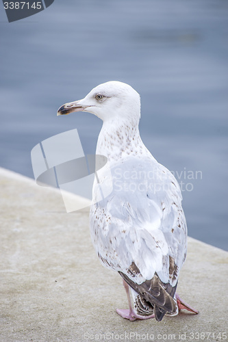 Image of Herring gull, Larus fuscus L. young bird