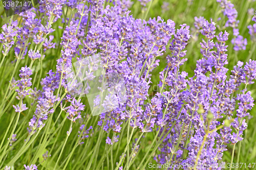 Image of Lavender with blurred background