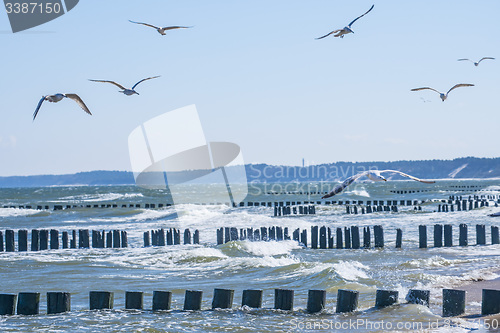 Image of Groins in the Baltic Sea with gulls