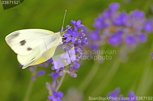 Image of cabbage butterfly on lavender flower