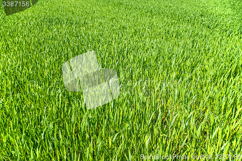 Image of corn seedlings