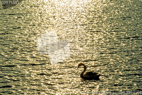 Image of Swan swimming in the Baltic Sea during sunrise