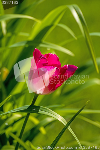 Image of tulip in backlight
