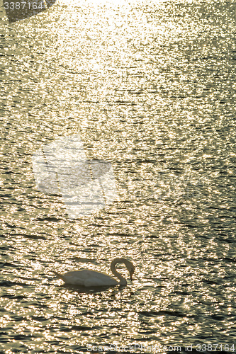 Image of Swan swimming in the Baltic Sea during sunrise