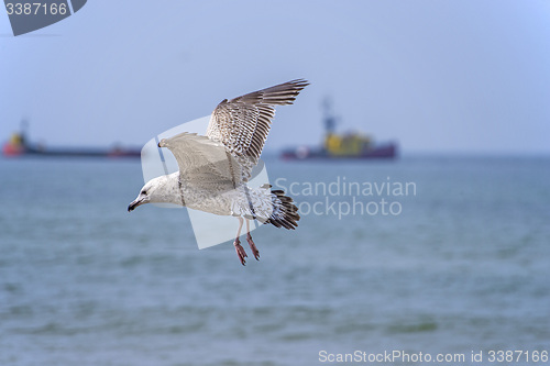 Image of Herring gull, Larus fuscus L. flying