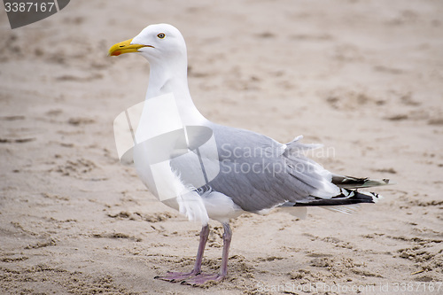 Image of Herring gull on a beach of the Baltic Sea