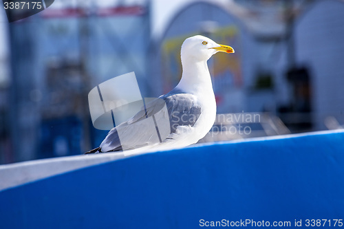 Image of Herring gull on a blue trawler