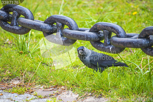 Image of anchor chain with hooded crow