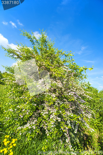 Image of Hawthorn flower