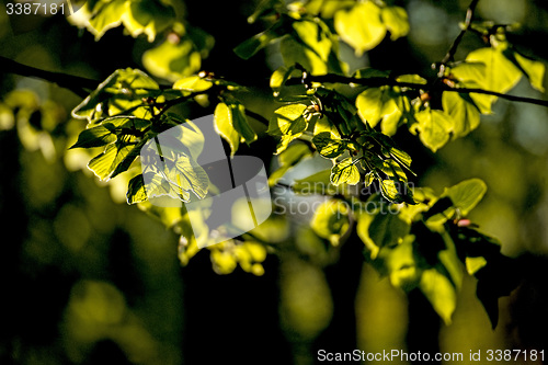 Image of leaves in backlight