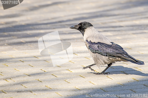 Image of hooded crow ,Corvus corone cornix L.