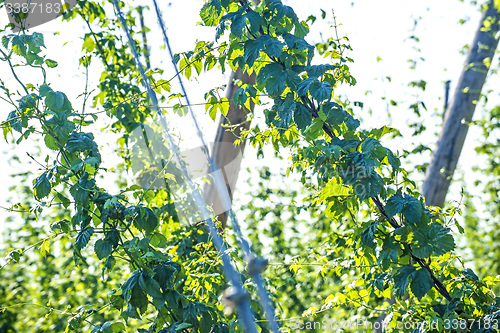 Image of Hop cultivation with green leaves