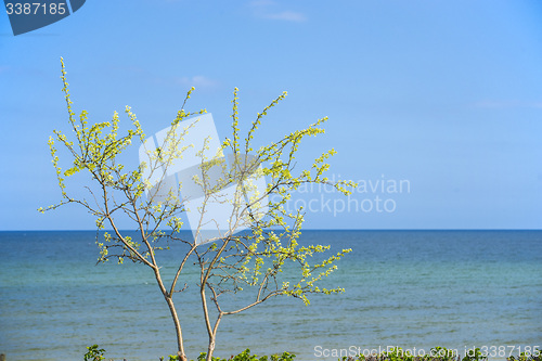 Image of Tree at the Baltic Sea